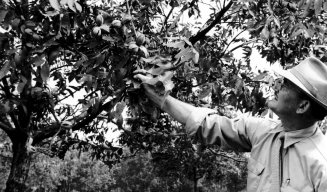 Army Armstrong horticulturalist at UKREC, Princeton, KY