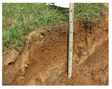 Fragipan soil layer, UKREC Princeton, KY