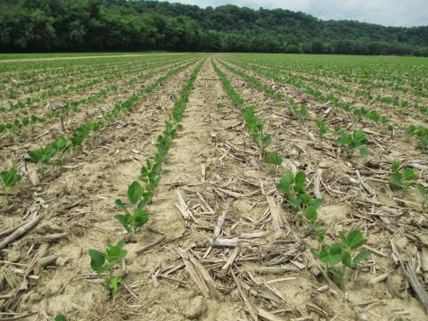 soybeans in corn stubble